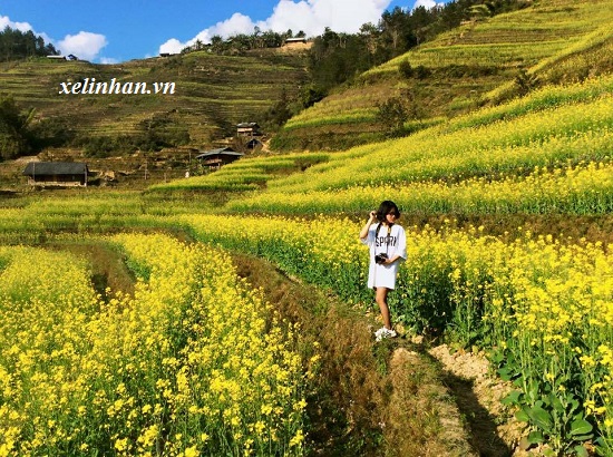 Mù Cang Chải – “Mùa cải vàng bừng sáng nơi dẻo cao”